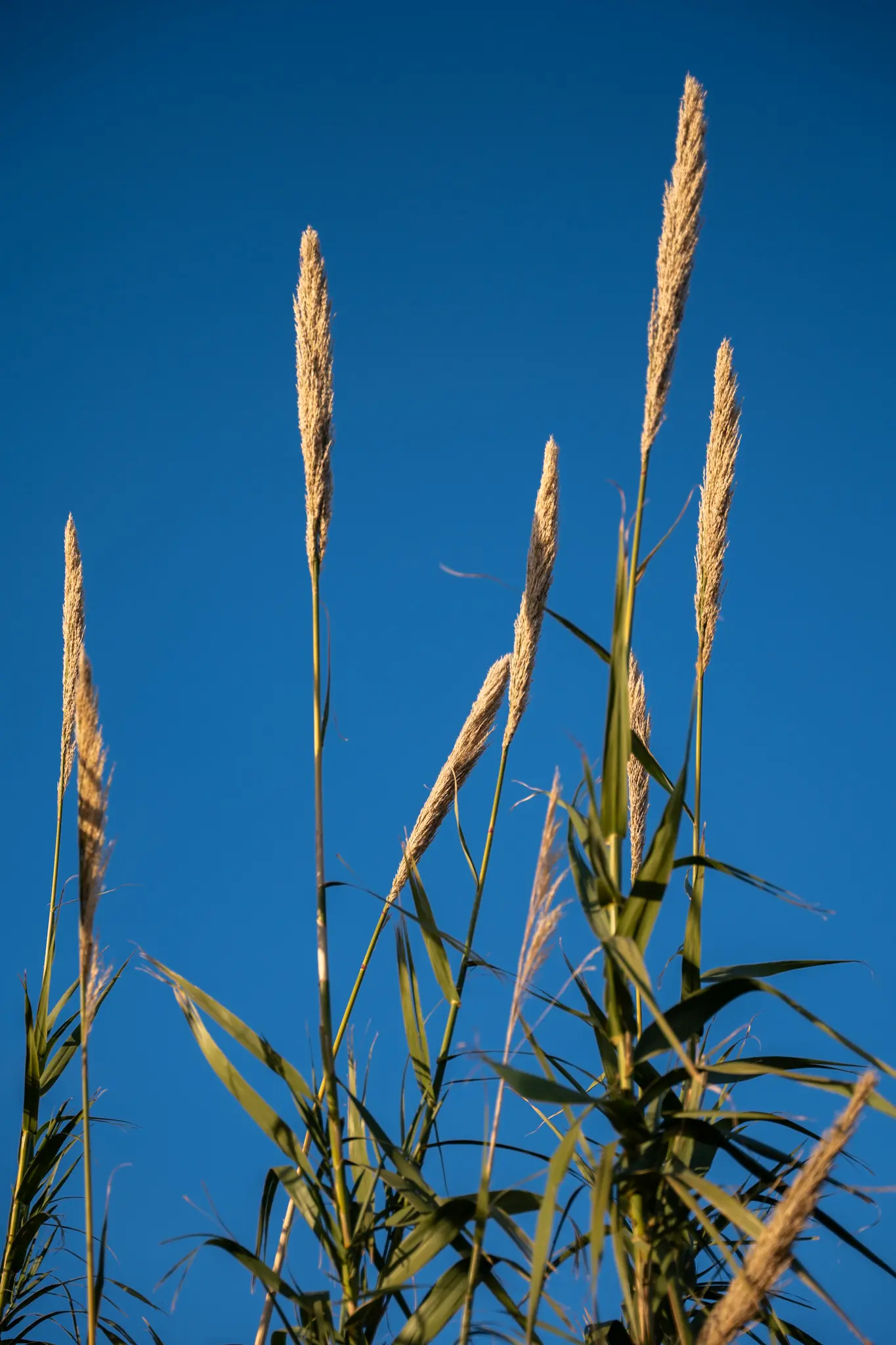 Ierapetra Crete Greece Agriculture Farm