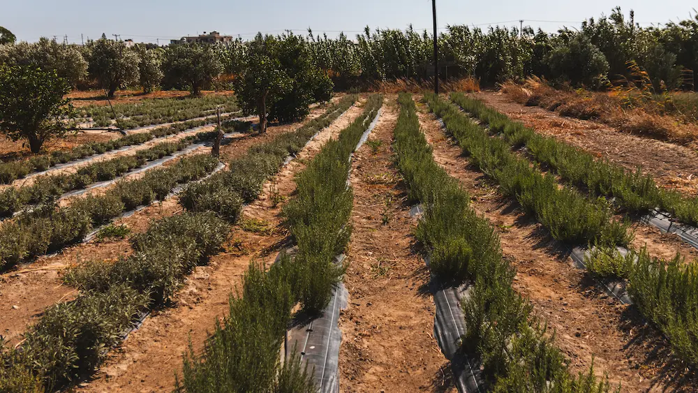 Agriculture, aromatic herbs