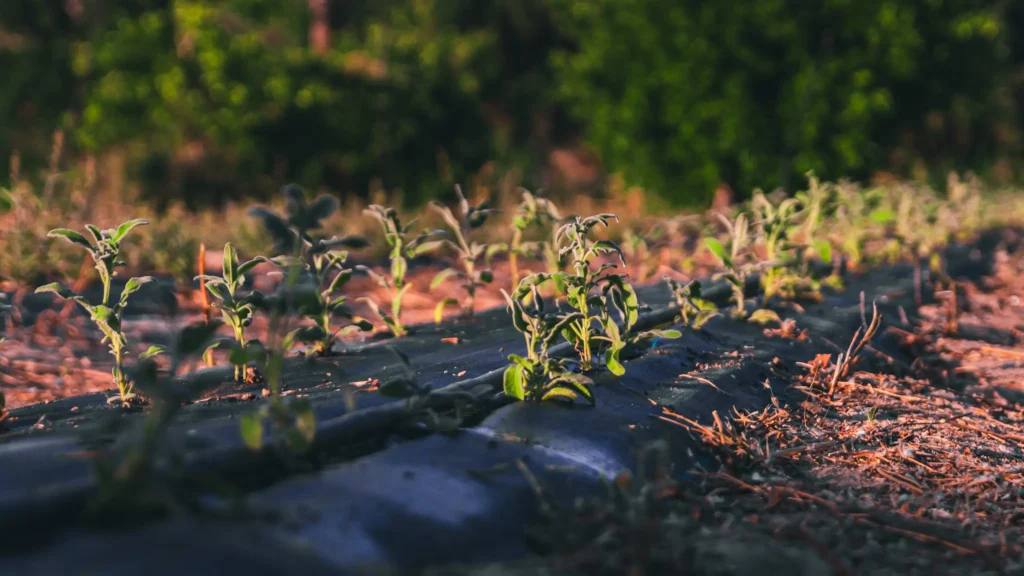 Agriculture, Aromatic herbs