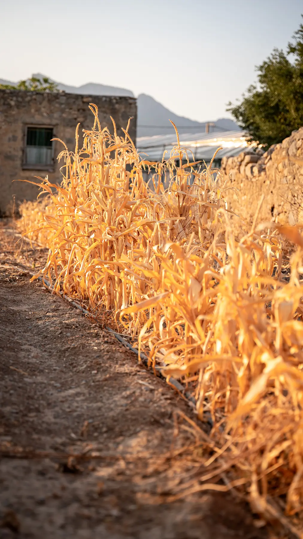 Agriculture, Ierapetra Crete Greece