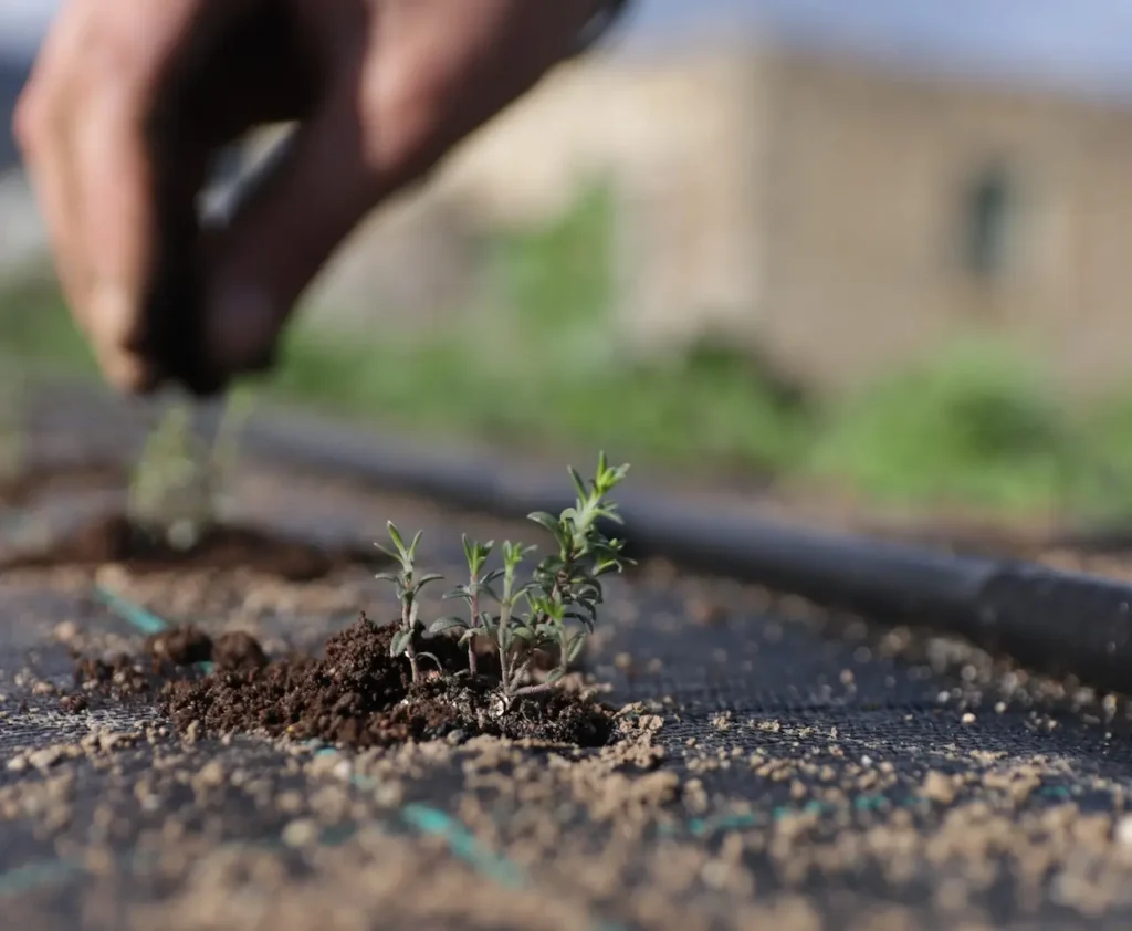 Applying compost to organic farm soil, Cover crops in an organic field, Healthy organic soil texture