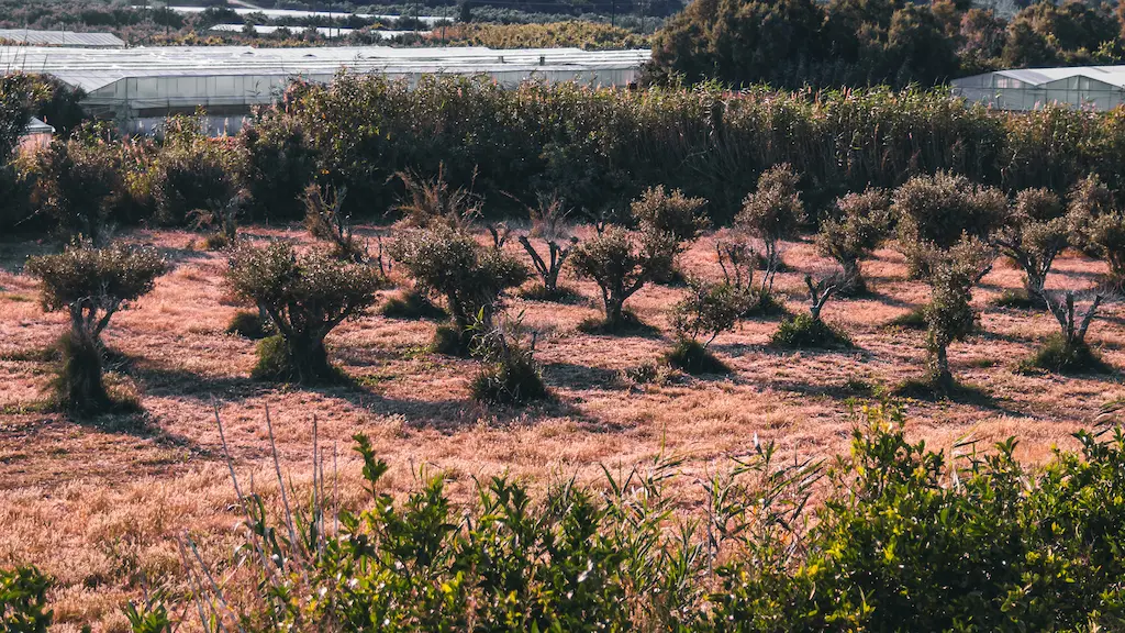 Cretan olive grove landscape traditional olive oil pressing in Crete and bottles of Cretan olive oil