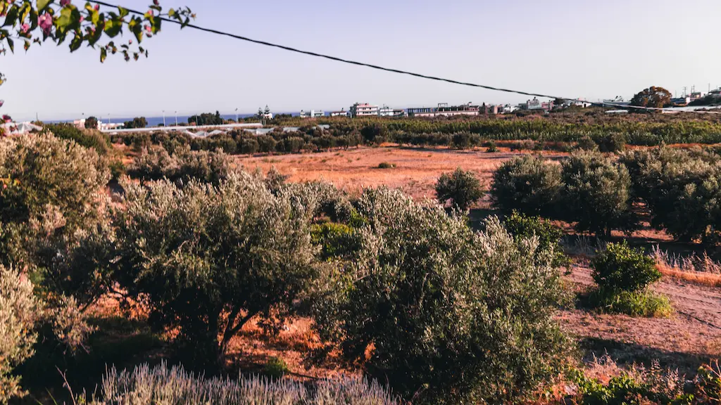 Crete Olive Oil Production