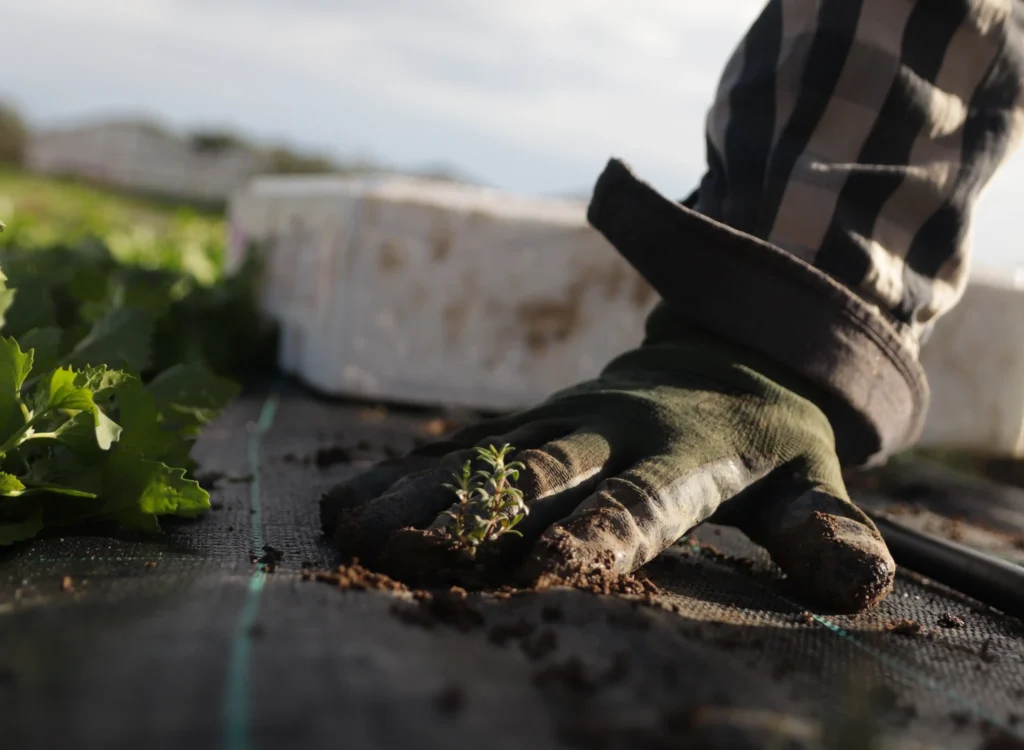 Applying compost to organic farming soil, Cover crops in an organic field, Healthy organic soil texture