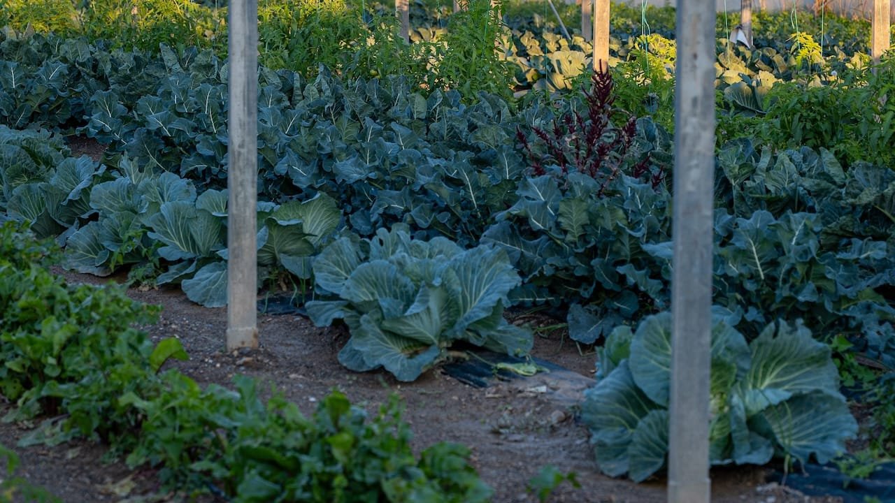 agriculture in crete