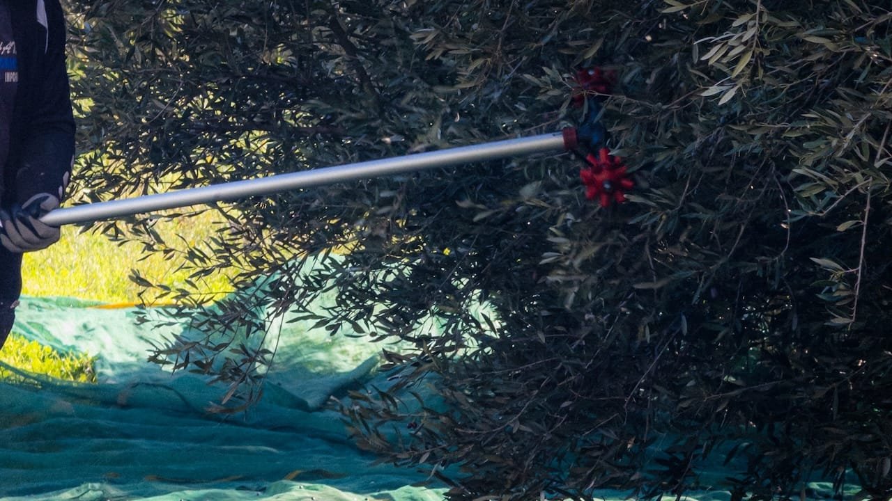olive oil tree harvesting Greek Cuisine