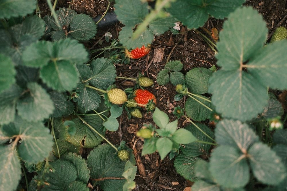 agritourism in Crete