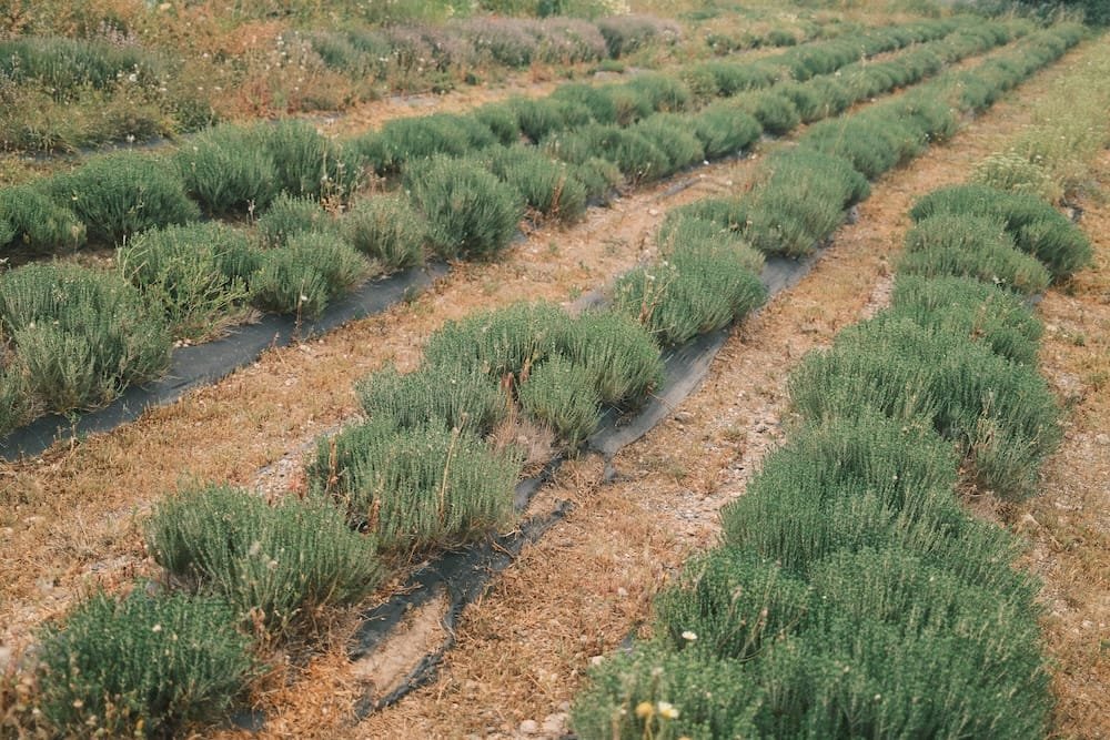Ierapetra farm tour, authentic cretan experiences