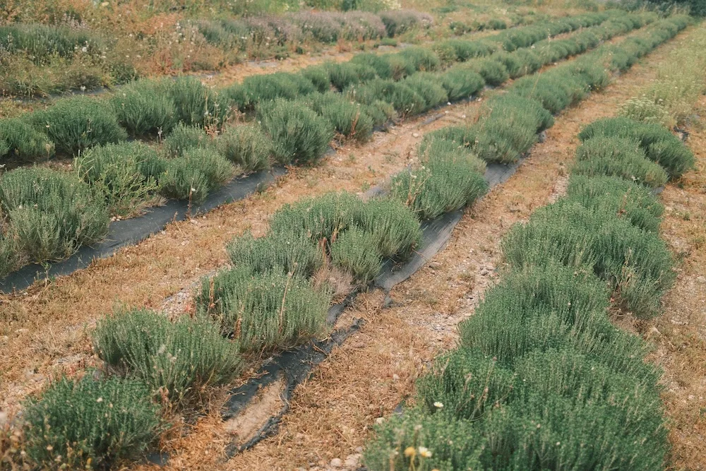 Ierapetra farm tour, authentic cretan experiences