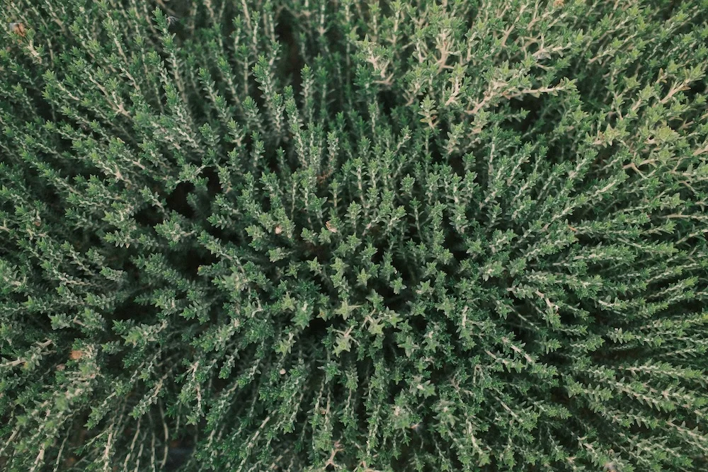 organic agriculture