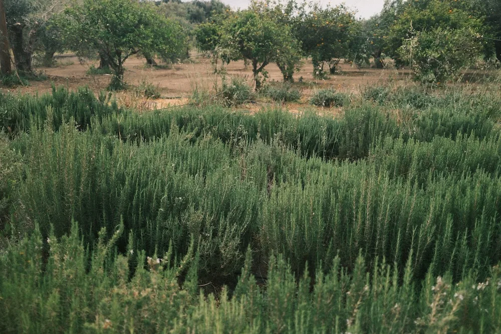 agritourism crete