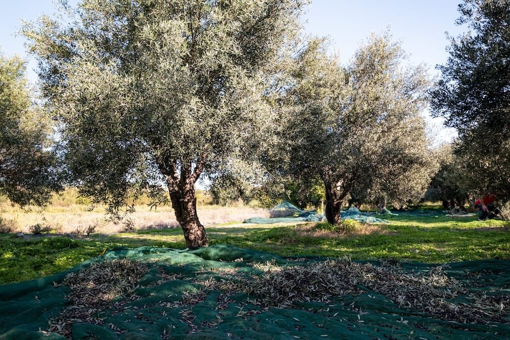 olive oil tasting ierapetra